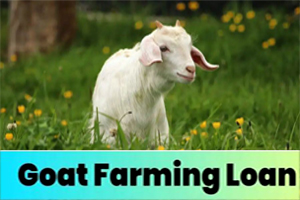 Benefits Goat Farming Loan